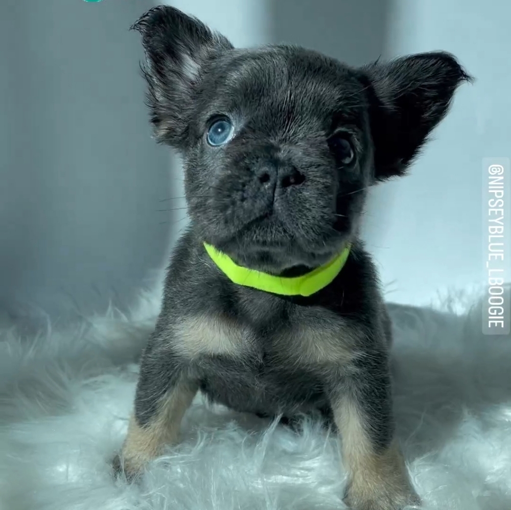 Frenchies